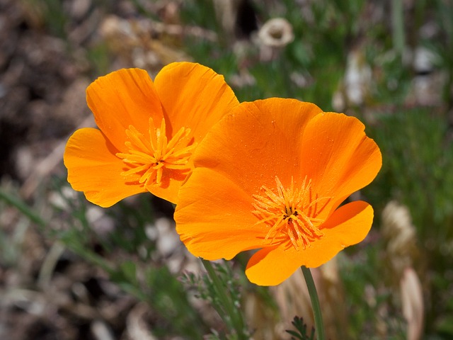California poppy is used in solutions as a tranquilizer for better sleep